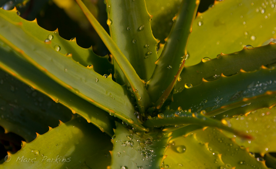 Morning rain