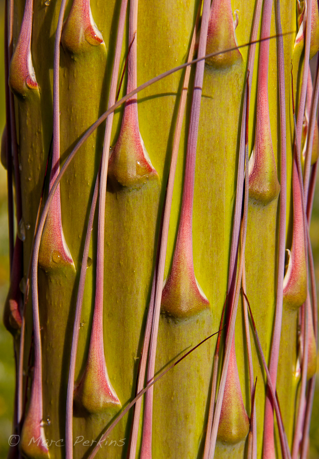 Agave inflorescence