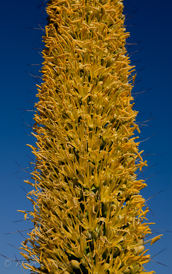 Pillar of flowers