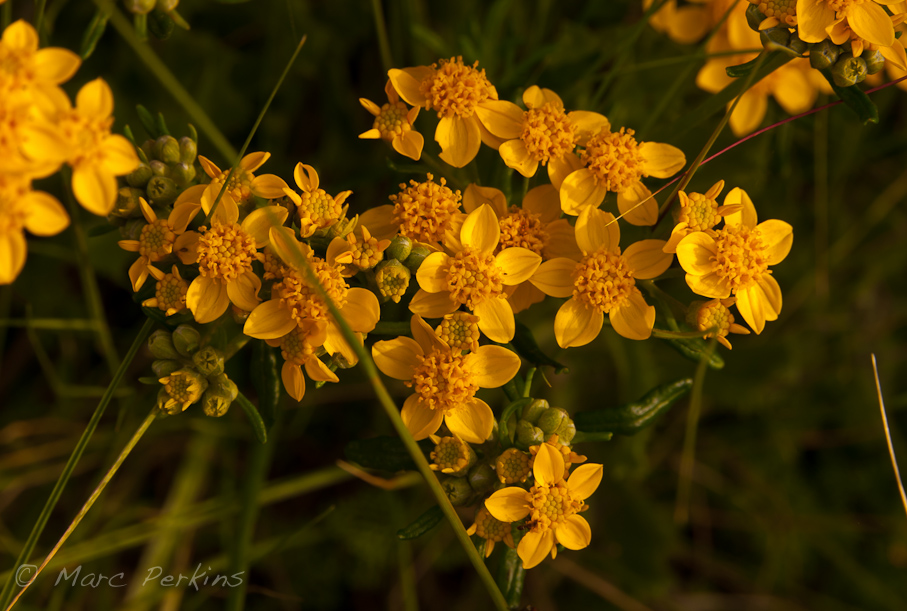 What's a flower?