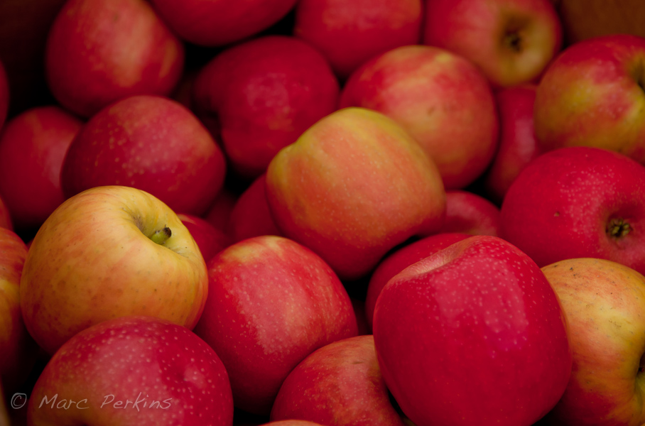 Apples: a sea of red and yellow