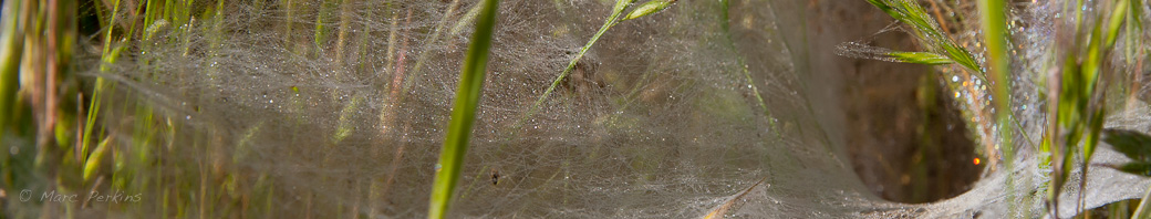 Biological Photographer